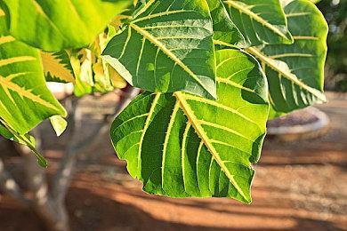 《最终幻想14》国际服6.2版本“禁断的记忆”预告发布